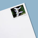 Load image into Gallery viewer, U.S. 2021 Wild Orchids Framed Forever Stamps